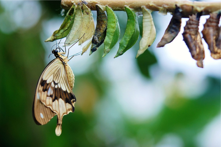 borboleta, transformação